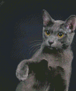 Cute Korat Cat Diamond Painting
