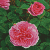 English Rose Diamond Painting