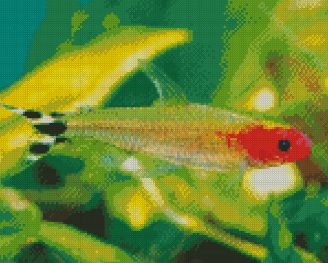 Firehead Tetra Fish Diamond Painting