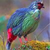 Green And Red Blood Pheasant Diamond Painting