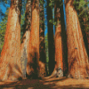 Sequoia National Park Landscape Diamond Painting