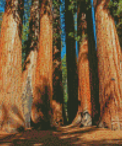 Sequoia National Park Landscape Diamond Painting