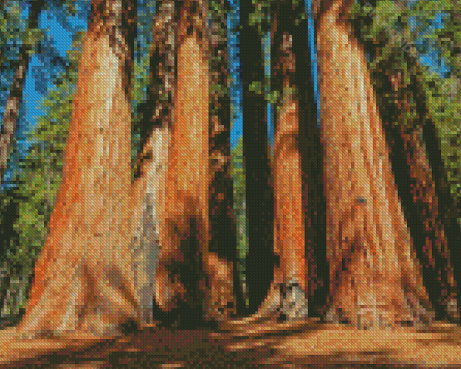 Sequoia National Park Landscape Diamond Painting