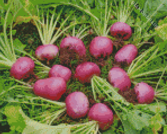 The Turnips Diamond Painting