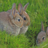 Three Bunnies Animals Diamond Painting