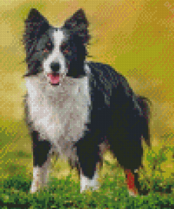 Welsh Sheepdog Diamond Painting