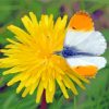 White Orange On Yellow Dandelion Diamond Painting