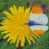 White Orange On Yellow Dandelion Diamond Painting