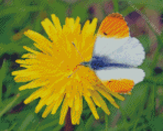 White Orange On Yellow Dandelion Diamond Painting