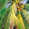 Coconut Tree Palm Diamond Painting