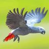 Cool African Gray Parrot Diamond Painting