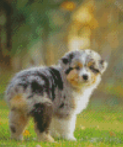 Cute Aussie Dog Diamond Painting