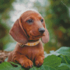 Cute Dachshunds Puppy In Nature Diamond Painting