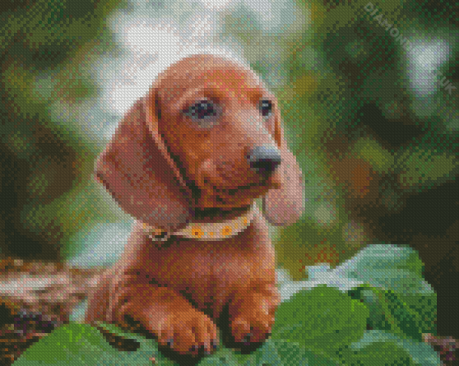 Cute Dachshunds Puppy In Nature Diamond Painting