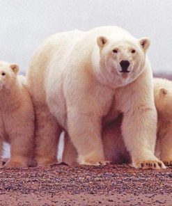 Happy Polar Bears Diamond Painting