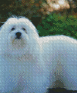 White Cotton Tulear Dog Diamond Painting
