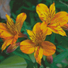 Yellow Alstroemeria Diamond Painting