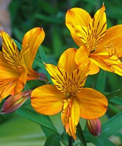 Yellow Alstroemeria Diamond Painting