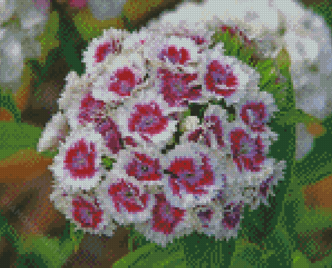 White Sweet Williams Diamond Painting