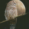 Barred Owl Moon Diamond Painting