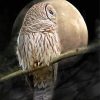 Barred Owl Moon Diamond Painting