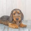 Black And Beige Wire Haired Dachshund Diamond Painting