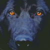 Black Shepherd Close Up Diamond Painting