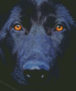 Black Shepherd Close Up Diamond Painting