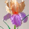 Blooming Bearded Iris Diamond Painting