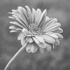 Blooming Black And White Daisy DIamond Painting