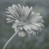 Blooming Black And White Daisy DIamond Painting