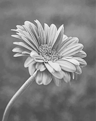 Blooming Black And White Daisy DIamond Painting
