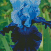 Blue Bearded Iris Diamond Painting