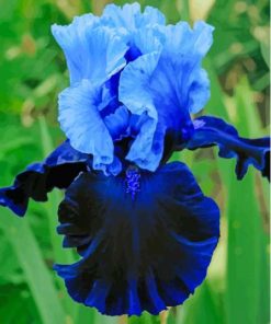 Blue Bearded Iris Diamond Painting