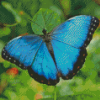 Blue Butterfly Diamond Painting