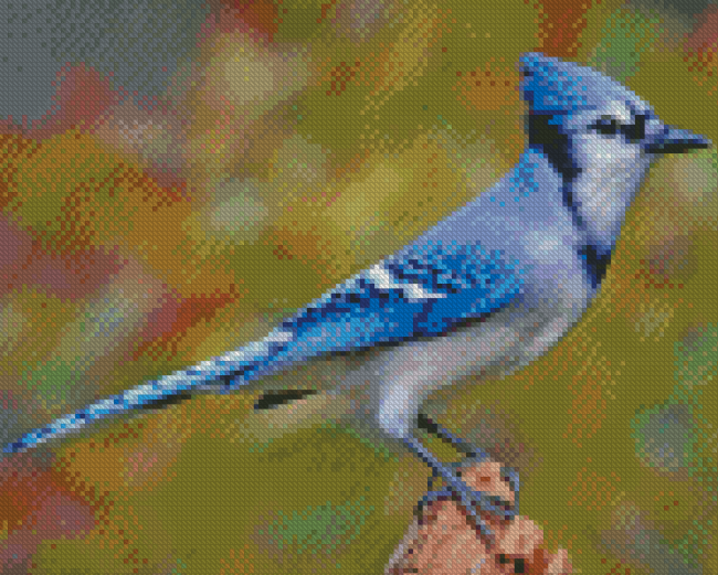Blue Jay Bird Diamond Painting