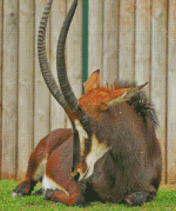 Brown Sable Antelope Diamond Painting