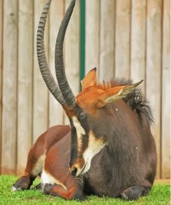 Brown Sable Antelope Diamond Painting