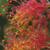 Close Up Grevillea Flower Diamond Painting