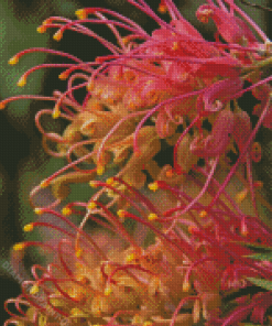 Close Up Grevillea Flower Diamond Painting