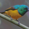 Close Up Sunbird Diamond Painting