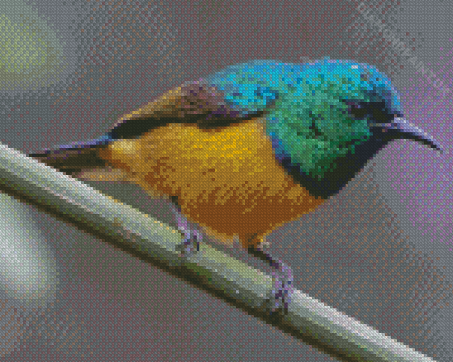 Close Up Sunbird Diamond Painting