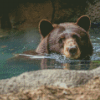 Cute Brown Bear In Water Diamond Painting