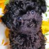 Cute Black Maltese Dog Puppy Diamond Painting