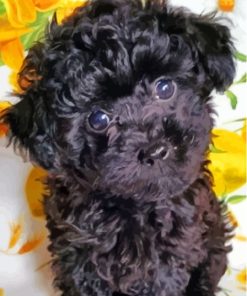 Cute Black Maltese Dog Puppy Diamond Painting