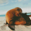 Cute Galapagos Sea Lion Diamond Painting