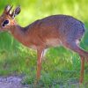 Dik Dik Animal Diamond Painting