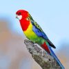 Eastern Rosella Diamond Painting