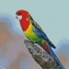 Eastern Rosella Diamond Painting