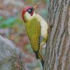 European Woodpecker Green Bird Diamond Painting